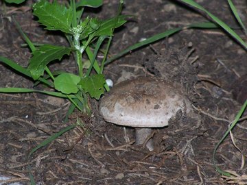 Agaricus arvensis?